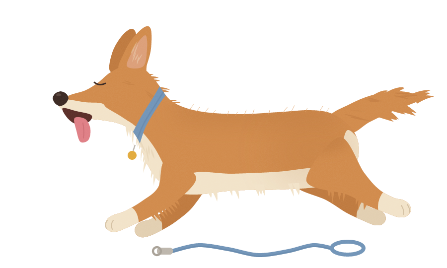 Illustration of a corgi running off-leash, its leash left lying behind