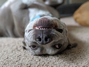 Danica, a grey pit bull, lying upside down on the carpet showing her teeth