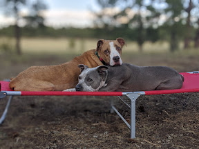 Joe and Danica lounging together on a raised dog cot outdoors