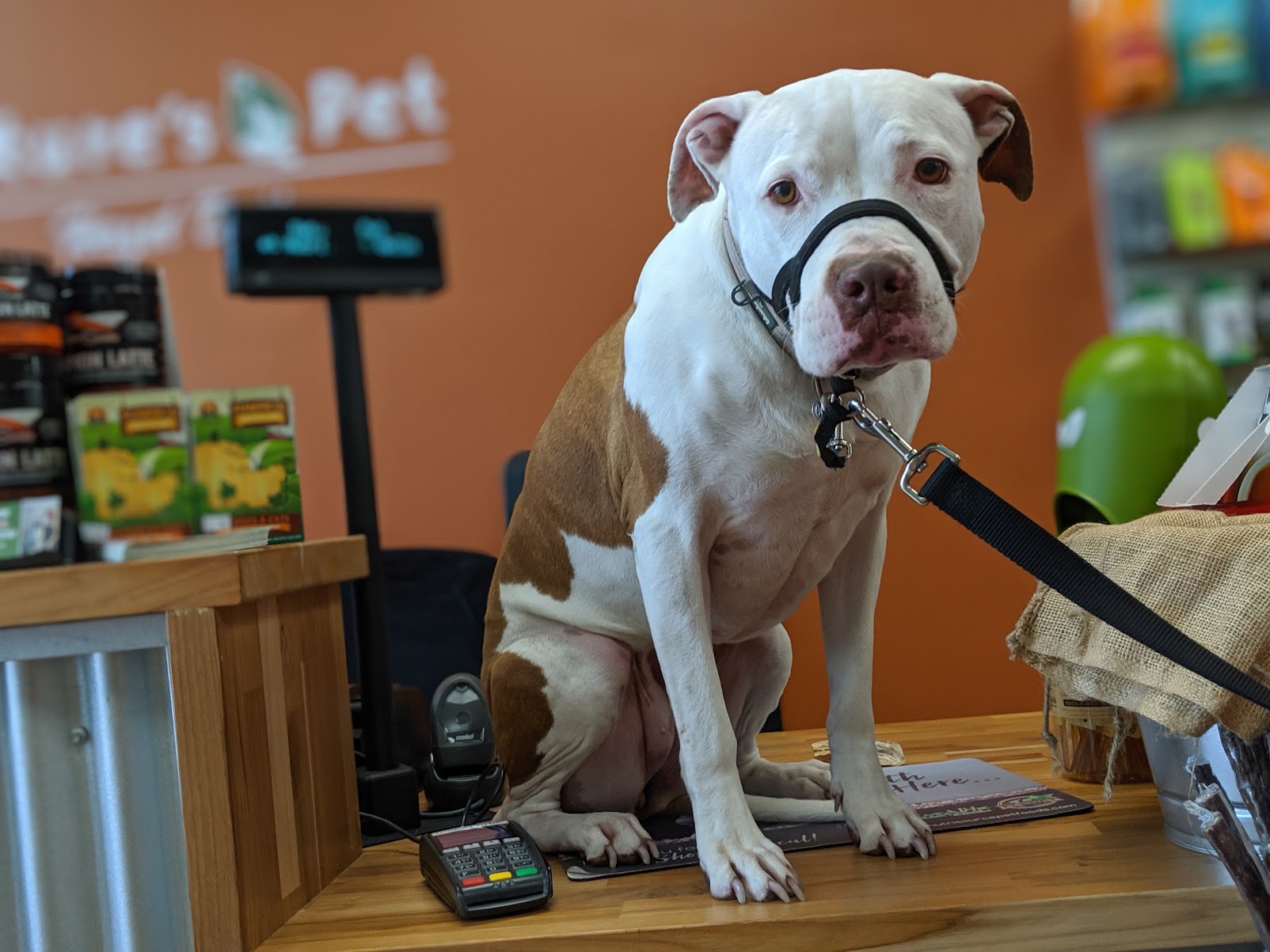 Piper sitting on a pet store checkout counter wearing a head halter