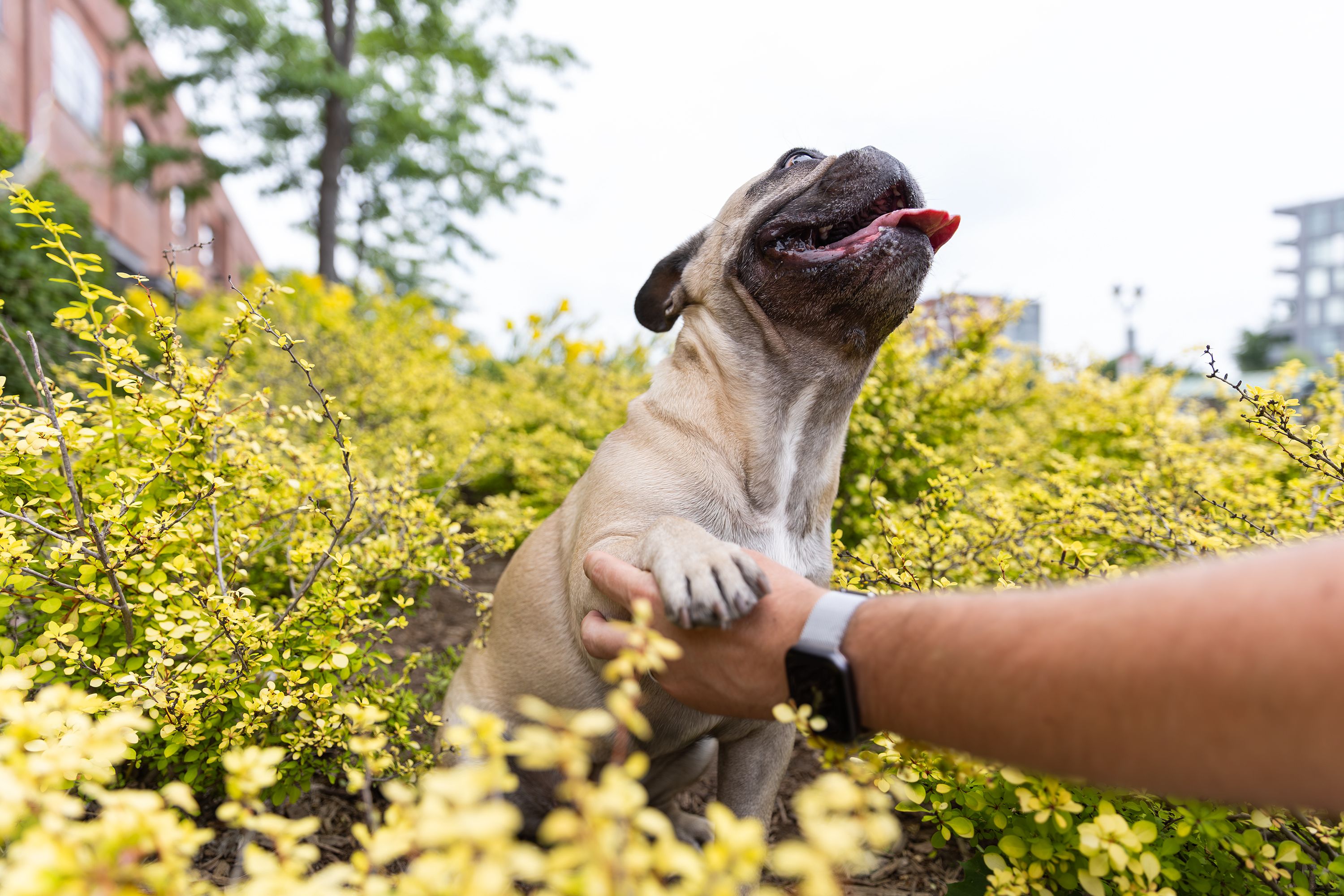 A professional dog trainer working with a dog outdoors