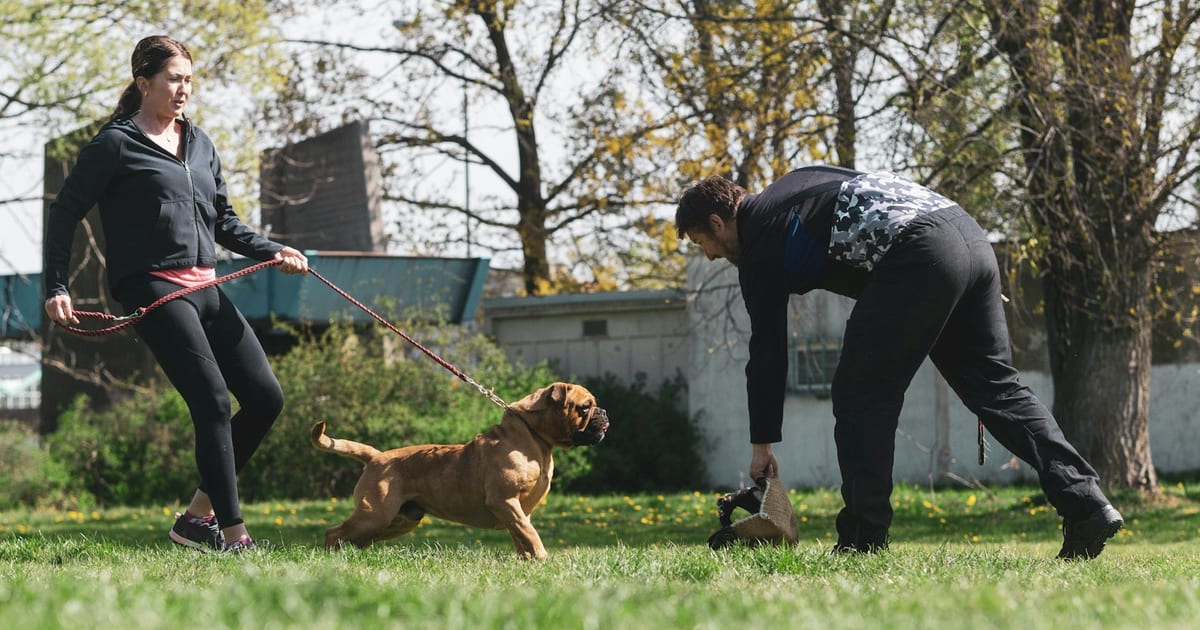 Two dog trainers working a young bullmastiff together on a grass field, one handling the leash while the other works a tug